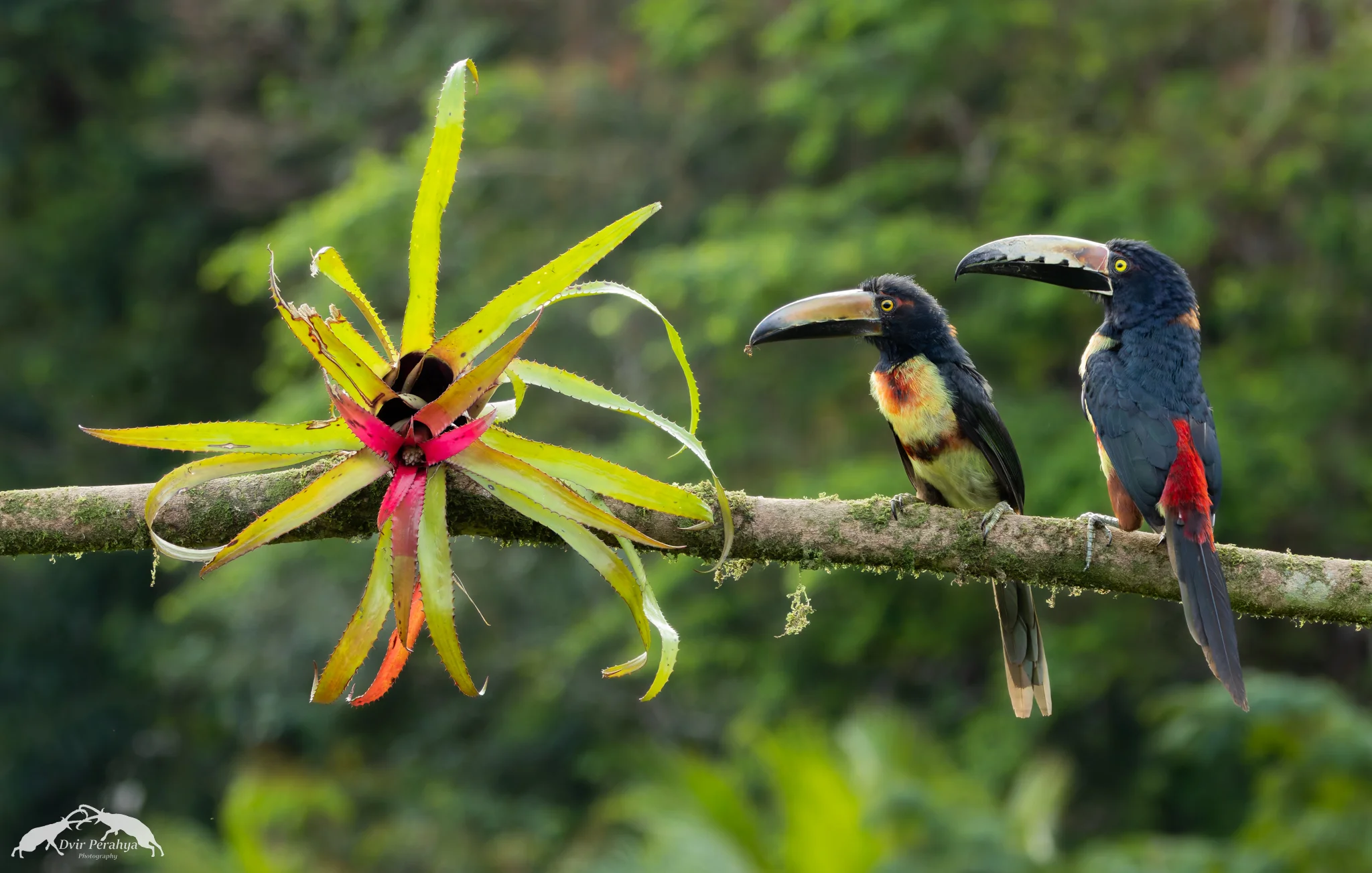 Collared Aracari, Boca Tapada